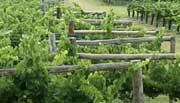 grapes growing on the vine